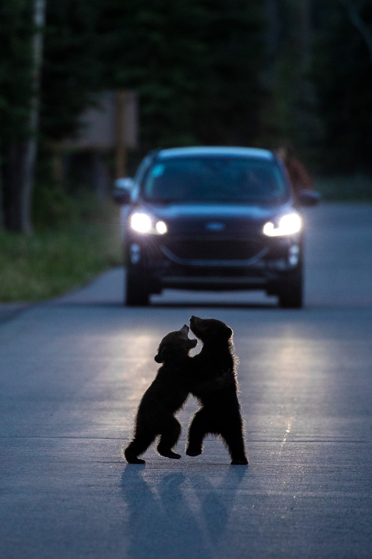 Dancing in the Headlights